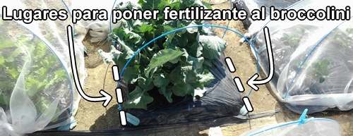 Los lugares para el fertilizante extra del brócoli bimi (brócoli rapini)