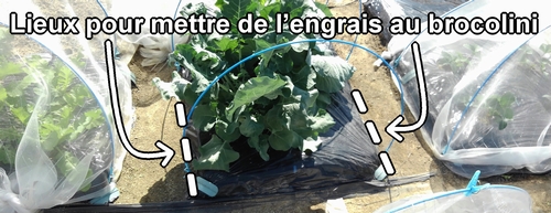 Les endroits pour mettre de l’engrais supplémentaire pour le brocolini (brocoli bimi)