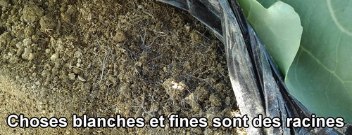 Les racines du brocolini (chou bimi) qui sortent à la surface du sol