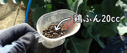 鶏糞20cc