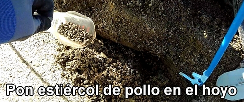 Pon estiércol de pollo orgánico en los hoyos