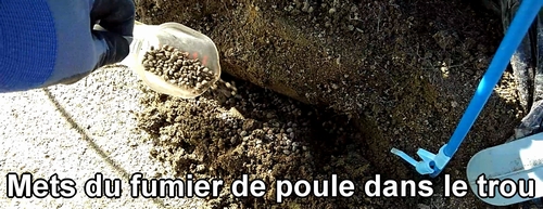 Mets du fumier de poule bio dans les trous