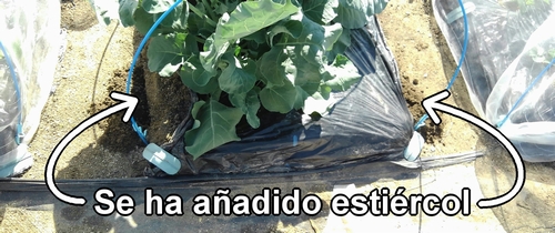 Puse estiércol de pollo como fertilizante extra para el brócoli bimi (brócoli rapini)