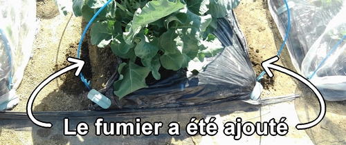 Du fumier de poule a été mis comme engrais supplémentaire pour le brocolini (chou bimi)