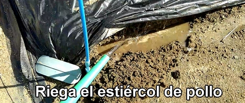 Riega el estiércol de pollo