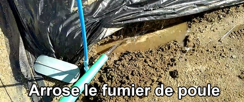 Arrose le fumier de poule