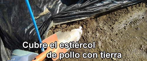 Cubre el estiércol de pollo con tierra