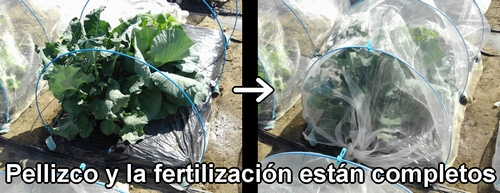 El pellizco y la fertilización adicional para el brócoli bimi están completos