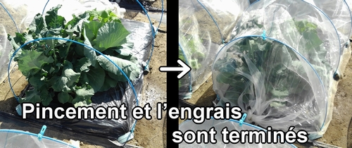 Le pincement et l’ajout d’engrais pour le brocolini sont terminés