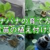 ナバナの育て方（苗の植え付け）