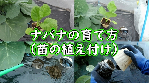 のらぼう菜の苗の植え付け（なばなの定植）