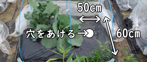 のらぼう菜（なばな）の植え付け位置