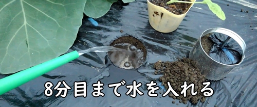 のらぼう菜の植え付け穴に水を入れる