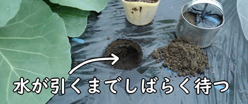 苗の植え付けは水が引いてから