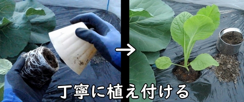 のらぼう菜の苗を畝に植え付ける