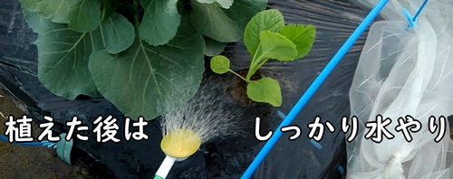 水やりをして、のらぼう菜の苗を定着させる