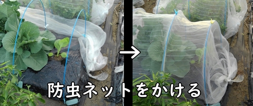 植え付けしたのらぼう菜に、虫よけネットをかぶせる