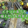 いちごの育て方（宝交早生いちごの露地栽培）：苗の植え方＆防虫トンネル