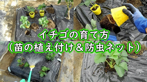 いちごの育て方（露地いちごの苗の植え方）