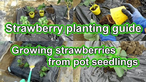 Planting strawberries in ground (How to plant strawberry plugs)