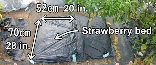 Strawberry bed (Strawberry planting space)