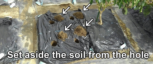 Set aside the soil from the hole