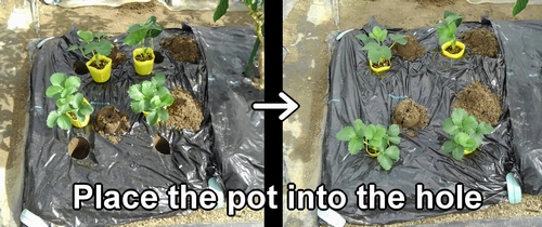 Place the potted strawberry seedling into the hole