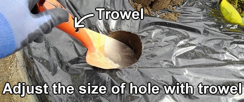 Adjust the size of the hole with a trowel