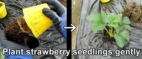 Plant strawberry seedlings gently