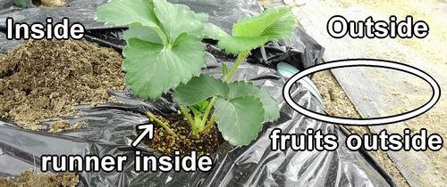 The planting method for strawberry seedlings