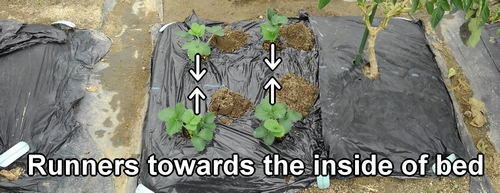 The direction of the runners is important in strawberry planting