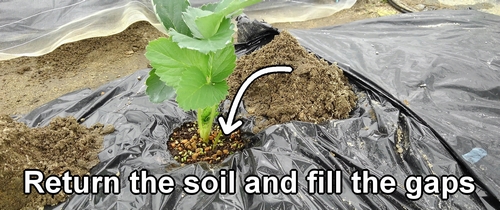 Return the soil and fill the gaps