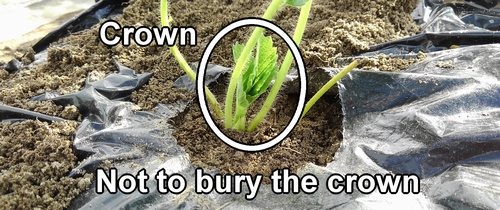 Don't bury the strawberry crown in the soil