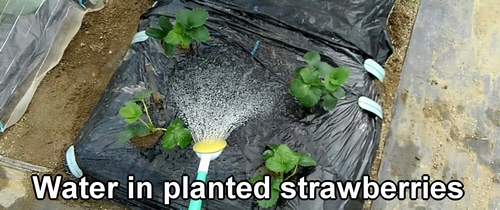 Water in newly planted strawberries