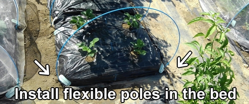 Install flexible poles in the strawberry bed