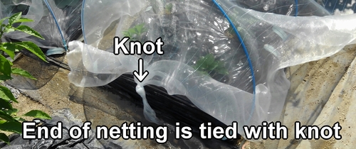 The end of the insect netting is tied with knot