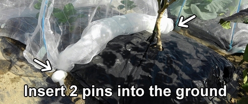 Insert garden pins into the ground to secure the insect netting