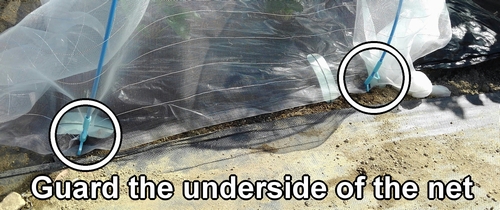 Prevent the invasion of pests from beneath the insect netting