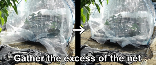 Gather the excess of the insect net