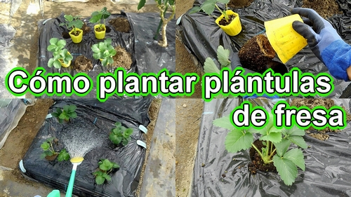 Plantar fresas en el suelo (Cómo plantar plántulas de fresa)