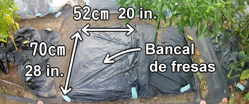 Bancal de fresas (Espacio para plantar fresas)