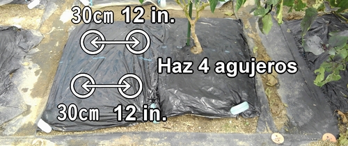 Deja un espacio de unos 30cm (12 inches) entre cada planta de fresa (frutilla)