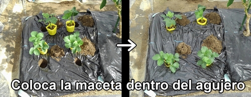 Coloca la plántula de fresa (frutilla) en maceta dentro del agujero