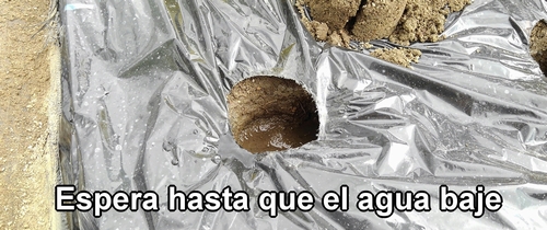 Las plántulas de fresa (frutilla) deben plantarse después de que el agua se haya absorbido