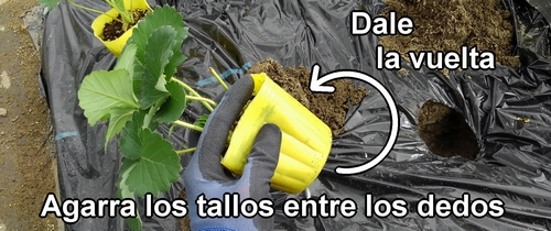 Agarra el tallo de la planta de fresa (frutilla) entre los dedos