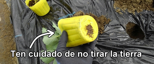 Dale la vuelta a la maceta de fresa (frutilla)