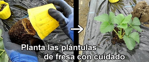 Planta las plántulas de fresa (frutilla) con cuidado