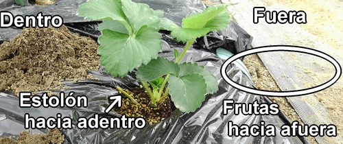 El método para plantar plántulas de fresa (frutilla)