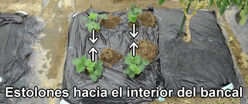 La dirección de los estolones es importante al plantar fresas (frutilla)