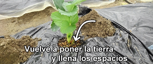 Vuelve a poner la tierra y llena los espacios